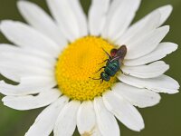 Hedychrum sp 3, Saxifraga-Tom Heijnen