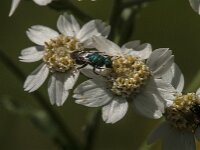 Hedychrum sp 4, Saxifraga-Jan van der Straaten
