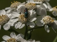Hedychrum sp 5, Saxifraga-Jan van der Straaten