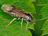Heterarthrus nemoratus