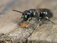 Hylaeus hyalinatus