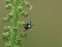 Hylaeus signatus 3, Resedamaskerbij, Saxifraga-Lieven Decrick