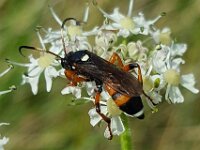 Ichneumon sarcitorius 2, Saxifraga-Ben Delbaere
