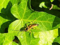 Ichneumon xanthorius 7, Saxifraga-Ben Delbaere