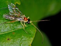 Ichneumonidae sp 20, Saxifraga-Ab H Baas