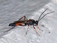 Ichneumoninae sp 5, Saxifraga-Ab H Baas
