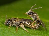 Lasioglossum sexstrigatum