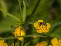 Lasioglossum sp