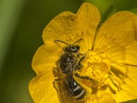 Lasioglossum sp 3, Saxifraga-Jan van der Straaten