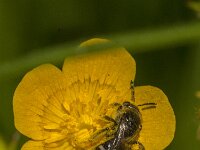 Lasioglossum sp 4, Saxifraga-Jan van der Straaten