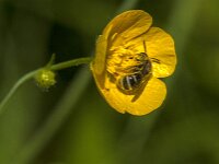 Lasioglossum sp 5, Saxifraga-Jan van der Straaten