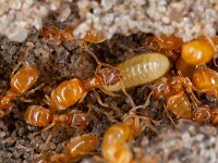 Lasius flavus 6, Gele weidemier, Saxifraga-Luc Hoogenstein : Lunetten
