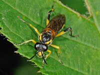 Macrophya montana 2, female, Saxifraga-Ab H Baas
