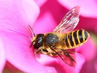 Megachile ericetorum 23, Lathyrusbij, Saxifraga-Lieven Decrick