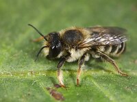 Megachile ericetorum 25, Lathyrusbij, Saxifraga-Lieven Decrick