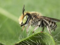 Megachile pilidens 2, Rotsbehangersbij, Saxifraga-Lieven Decrick