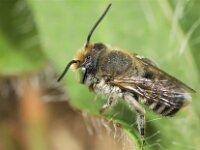 Megachile pilidens 3, Rotsbehangersbij, Saxifraga-Lieven Decrick