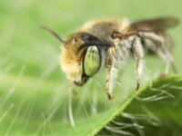 Megachile pilidens 4, Rotsbehangersbij, Saxifraga-Lieven Decrick