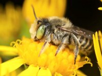 Megachile pilidens 5, Rotsbehangersbij, Saxifraga-Lieven Decrick