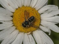 Megachile sp 2, Begangersbij, Saxifraga-Jan van der Straaten