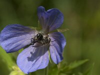 Megachile sp 4, Behangersbij, Saxifraga-Jan van der Straaten