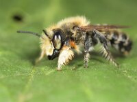 Megachile willughbiella 23, Grote bladsnijder, Saxifraga-Lieven Decrick