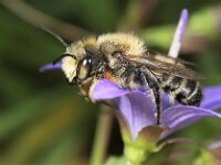 Megachile willughbiella 24, Grote bladsnijder, Saxifraga-Lieven Decrick
