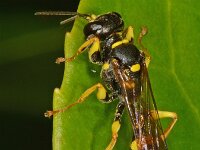 Mellinus arvensis 14, Gewone vliegendoder, Saxifraga-Ab H Baas