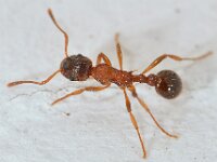 Myrmica ruginodis