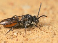 Nomada fabriciana