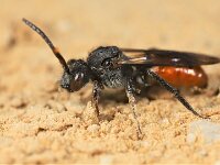 Nomada fabriciana 2, Roodzwarte dubbeltand, Saxifraga-Lieven Decrick