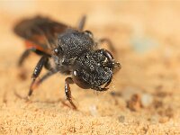 Nomada fabriciana 3, Roodzwarte dubbeltand, Saxifraga-Lieven Decrick