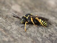 Nomada flavopicta 3, Zwartsprietwespbij, Saxifraga-Lieven Decrick