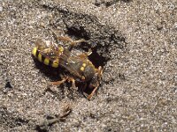 Nomada lathburiana