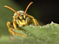 Nomada lathburiana 10, Roodharige wespbij, male, Saxifraga-Lieven Decrick