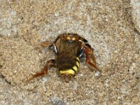 Nomada lathburiana 5, Roodharige wespbij, Saxifraga-Ab H Baas