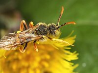 Nomada lathburiana 8, Roodharige wespbij, male, Saxifraga-Lieven Decrick