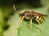 Nomada lathburiana 9, Roodharige wespbij, male, Saxifraga-Lieven Decrick