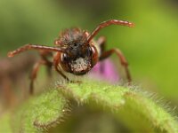 Nomada panzeri