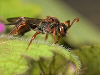 Nomada panzeri 2, Sierlijke wespbij, female, Saxifraga-Lieven Decrick
