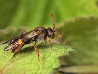Nomada panzeri 3, Sierlijke wespbij, female, Saxifraga-Lieven Decrick
