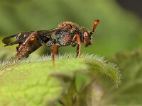 Nomada panzeri 4, Sierlijke wespbij, female, Saxifraga-Lieven Decrick