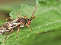Nomada ruficornis