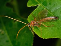 Ophion ventricosus
