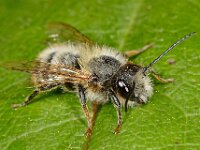 Osmia bicornis 5, Rosse metselbij, Saxifraga-Ab H Baas