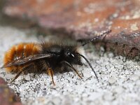 Osmia cornuta 10, Gehoornde metselbij, Saxifraga-Lieven Decrick