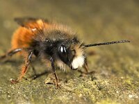 Osmia cornuta 5, Gehoornde metselbij, Saxifraga-Lieven Decrick