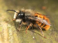 Osmia cornuta 6, Gehoornde metselbij, Saxifraga-Lieven Decrick