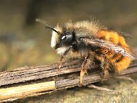Osmia cornuta 8, Gehoornde metselbij, Saxifraga-Lieven Decrick
