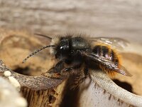 Osmia cornuta 9, Gehoornde metselbij, Saxifraga-Lieven Decrick